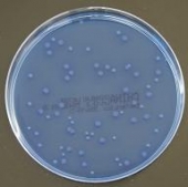 Mibius Chinablau Lactose Agar Platte 10 St Mikrobiologie